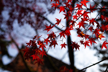 Japan - Autumn leaves