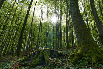 beautiful german beech forest, green landscape with beech trees in a forest in summer, sunbeams pour through trees in forest with big roots, germany, island Rügen, walk through a forrest in a morning