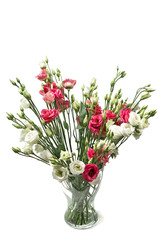 Pink and white Texas bluebell, prairie gentian, tulip gentian  eustoma white background clear vase