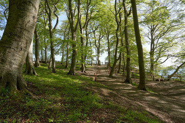 beautiful german beech forest, green landscape with beech trees in a forest in the spring, walking path through trees in forest with green moss on the roots , germany, island Rügen, victoria outlook