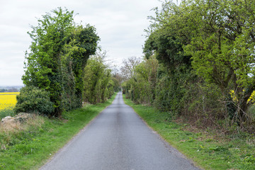 Fototapeta na wymiar road between large hedges and green trees