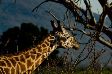 la fame della giraffa
