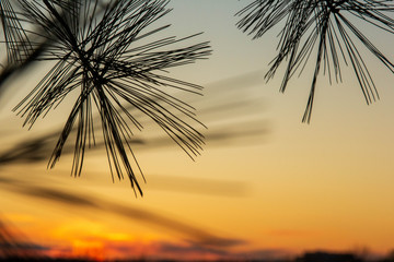 Sunset pine needles