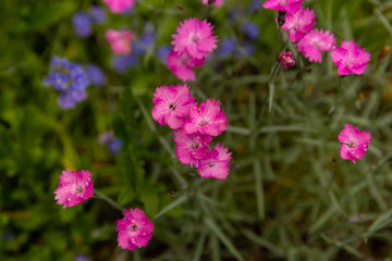 Fototapeta premium pink cosmos flowers