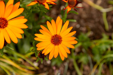 Orange cosmos flowers
