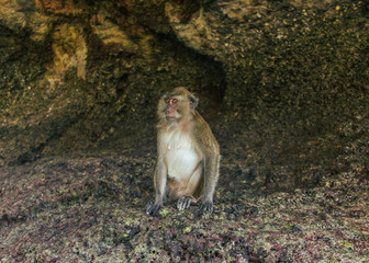 One brown sitting monkey posing for photo