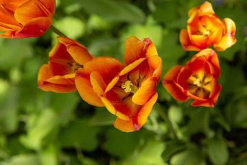 Red and orange tulips