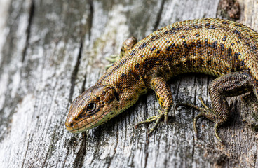 lizard on wood