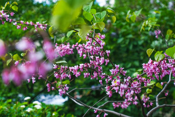 Shot of pink blossom flowers, beautiful floral background..