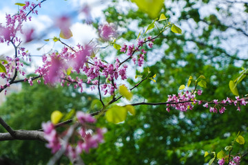 Shot of pink blossom flowers, beautiful floral background..