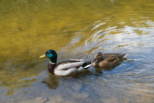 Ducks swimming in the lake. Nature, animal photography.