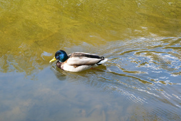 Close shot of a duck, swimming in the lake, beautiful nature.