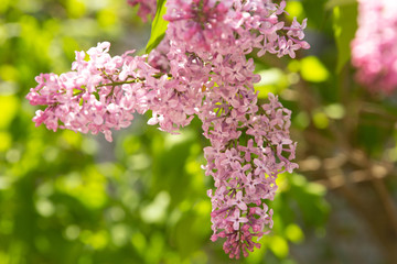Lilac