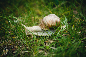 snail crawling on the grass close-up