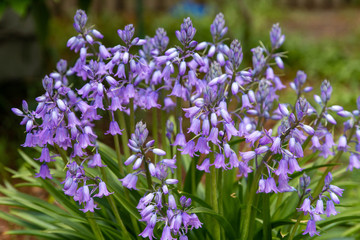 Purple bell flowers