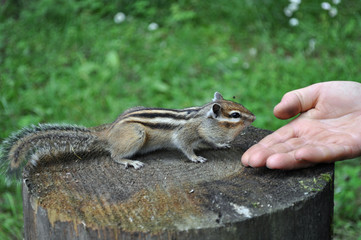 The next visit of a wild, but friendly and sociable chipmunk to his friends in the woods in the country