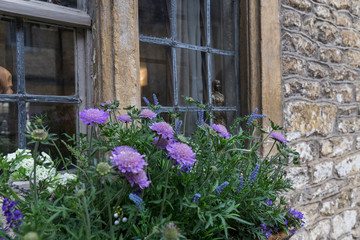 Fototapeta na wymiar closeup of some purple flowers planted in a flower bed window