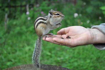 The next visit of a wild, but friendly and sociable chipmunk to his friends in the woods in the country