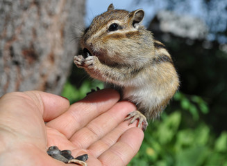The next visit of a wild, but friendly and sociable chipmunk to his friends in the woods in the country