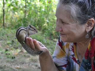 The next visit of a wild, but friendly and sociable chipmunk to his friends in the woods in the...