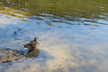 Ducks swimming in the lake. Nature, animal photography.