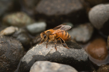 close up of a bee on a river rock 