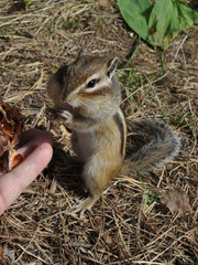 The next visit of a wild, but friendly and sociable chipmunk to his friends in the woods in the country
