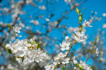 Apple blossom close up, bright nature and sky.