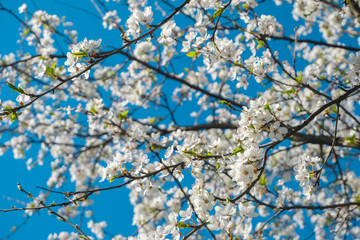 Apple blossom close up, bright nature and sky.