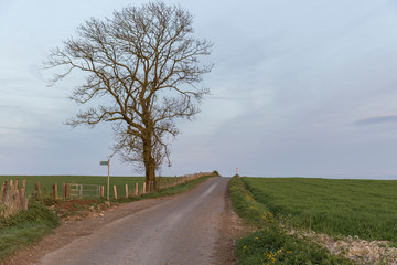 rural road with a large tree that has lost its leaves due to the passing of winter