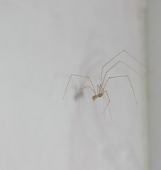spider baby on the wall