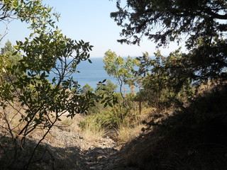 Fototapeta na wymiar Sea view from the forest.