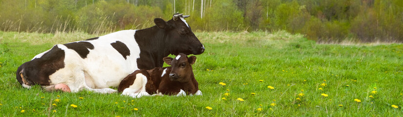 a black and white cow with a calf is lying on a field with green grass. Long banner with space for text