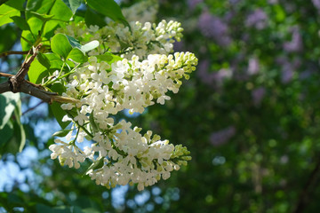 Lilac close up, blossoming flowers.Floral background.
