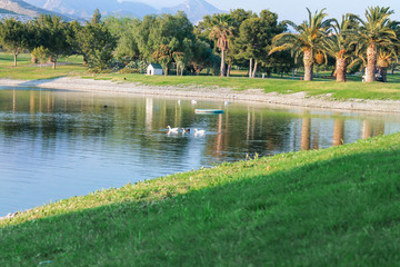 Fototapeta na wymiar ducks swimming in a lake