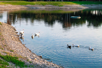 ducks swimming in a lake