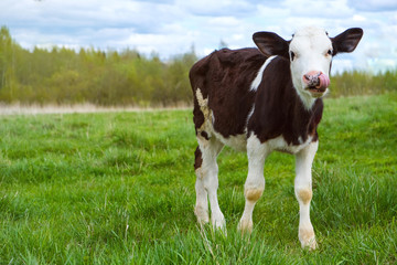 a funny black-and-white calf with a spotted nose and tongue on the green grass. looks at the camera