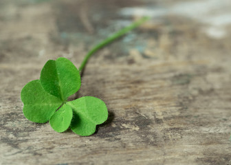 four leaf clover on a wooden surface. closeup of a green leaf of a quatrefoil. copyspace.