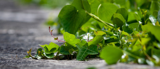 green grass on the ground