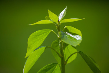 green leaf with water drops