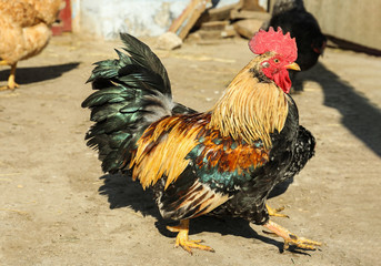 Big colorful rooster in yard. Domestic animal
