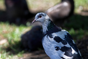 black and white dove in the park