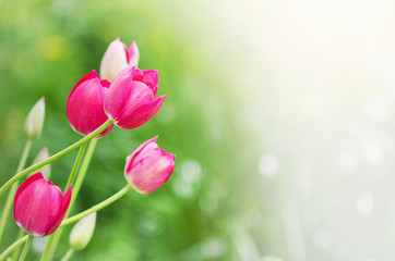 Beautiful natural background with red tulips. Place for ad text, copy space.