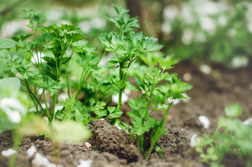 Parsley growing in garden in spring.