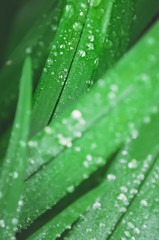 Closeup of dew on green grass. Drops of water on leaves after fresh rain in morning. Vertical photograph.