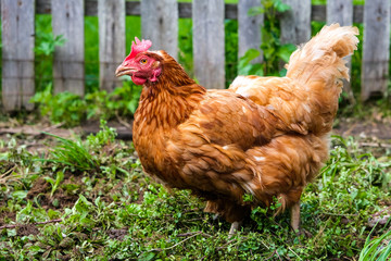 red hen digs fresh grass and looks for a worm. against the background of a wooden fence. Concept of household and farming