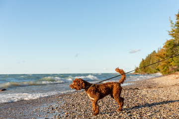 A labradoodle on a rocky shoreline