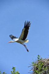 oiseau cigogne