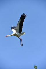 oiseau cigogne