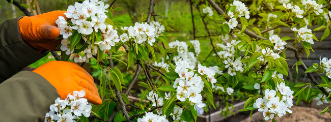 care for a pear, Apple, plum or cherry Bush. women's hands in orange rubber gloves next to a...